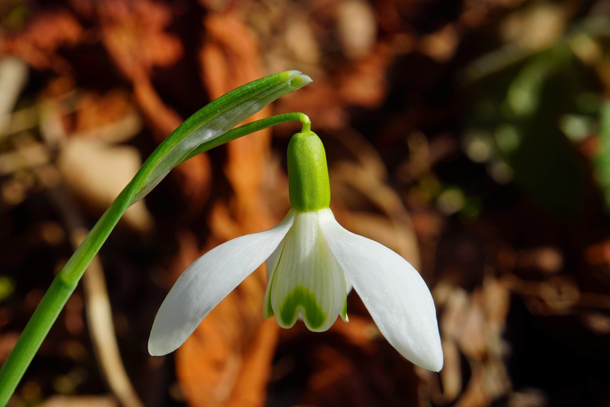 zold-bojt-a-teremtes-vedelmeben