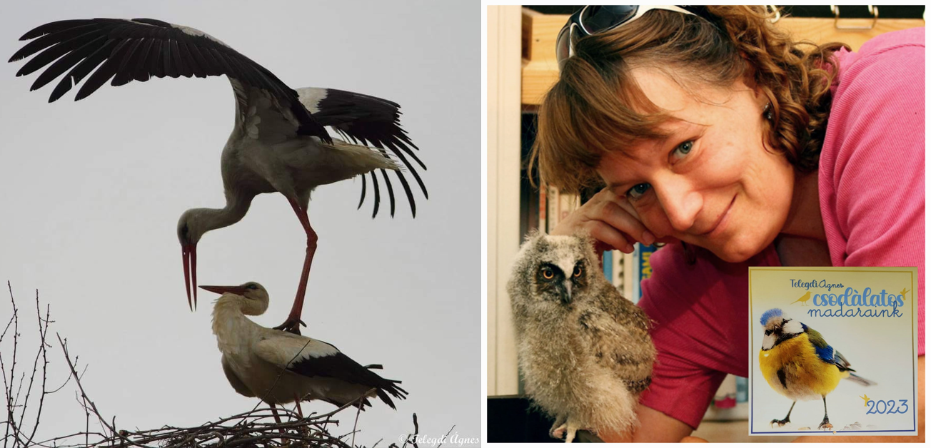 csodalatos-madarak-beszelgetes-telegdi-agnes-iroval
